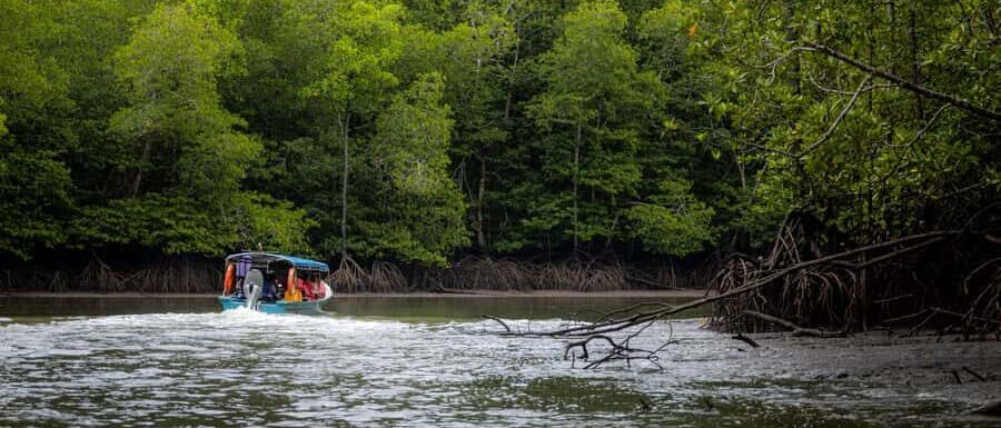 langkawi6-hours-mangrove-night-safari-with-pick-up-dinner